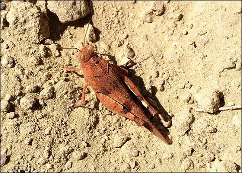 Oedipoda caerulescens 3
