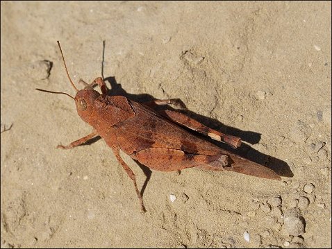 Oedipoda caerulescens 4