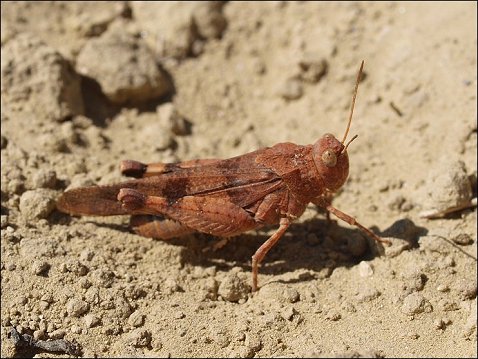 Oedipoda caerulescens 5