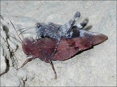 Oedipoda caerulescens 6