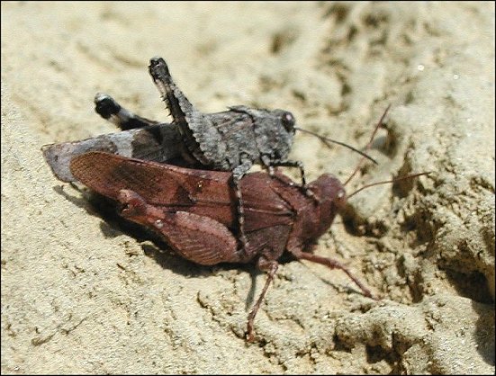 Oedipoda caerulescens 7