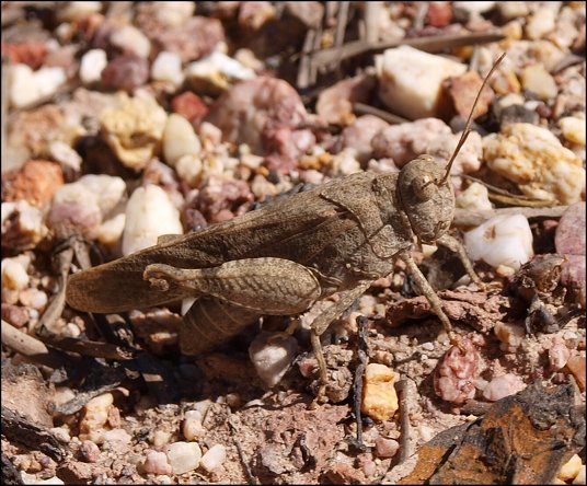 Oedipoda germanica 1