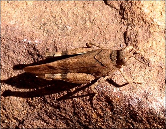 Oedipoda germanica 2