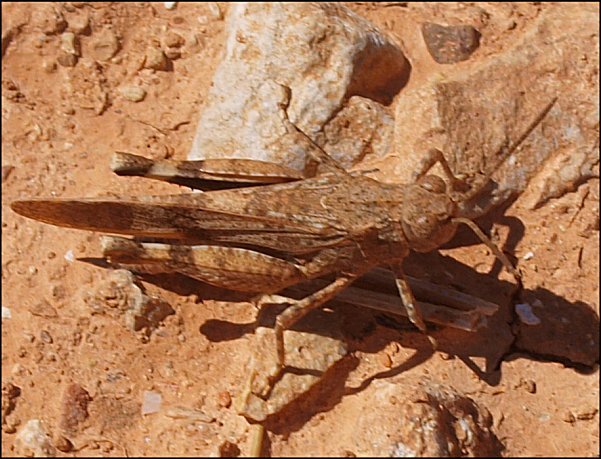 Oedipoda germanica 3