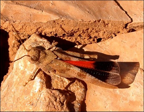 Oedipoda germanica 4