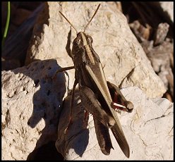 Oedipode automnale