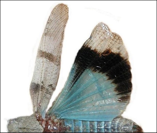 Oedipode bleue, aile post