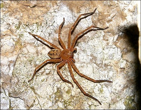 Olios argelasius 1