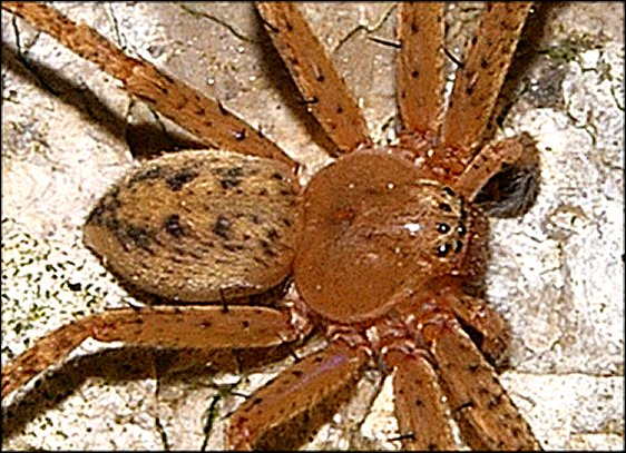 Olios argelasius 2