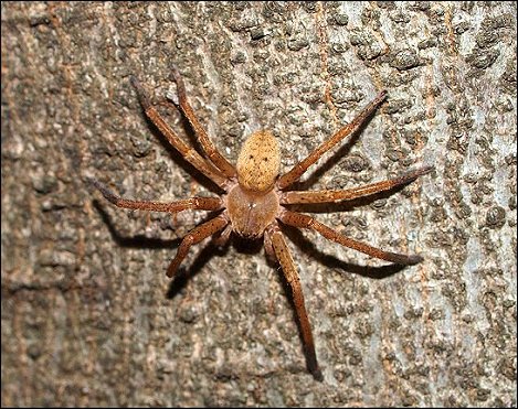 Olios argelasius 3
