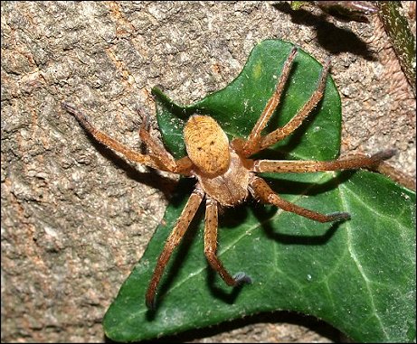 Olios argelasius 4