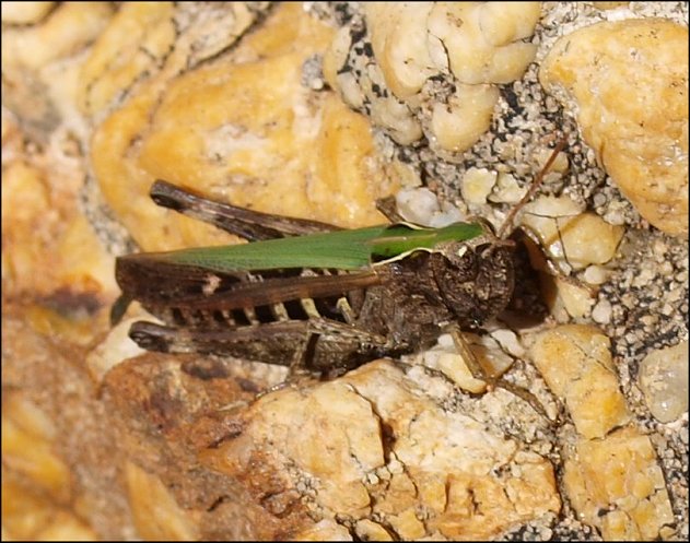 Omocestus rufipes 1