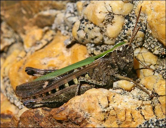 Omocestus rufipes 2