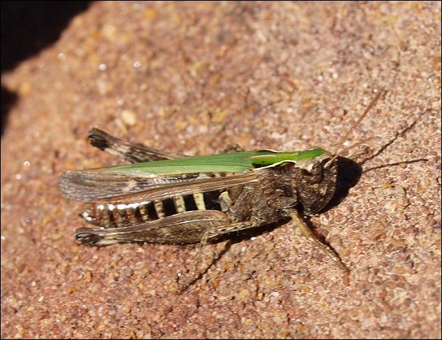 Omocestus rufipes 4