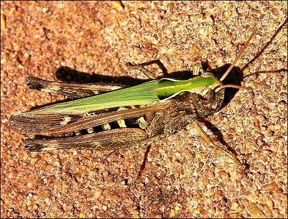 Omocestus rufipes 5