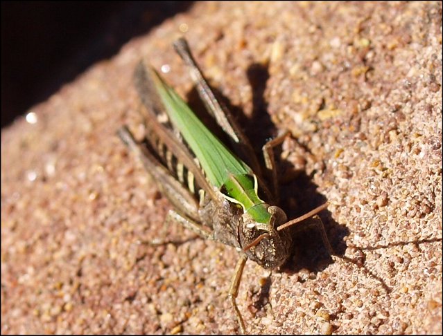 Omocestus rufipes 6
