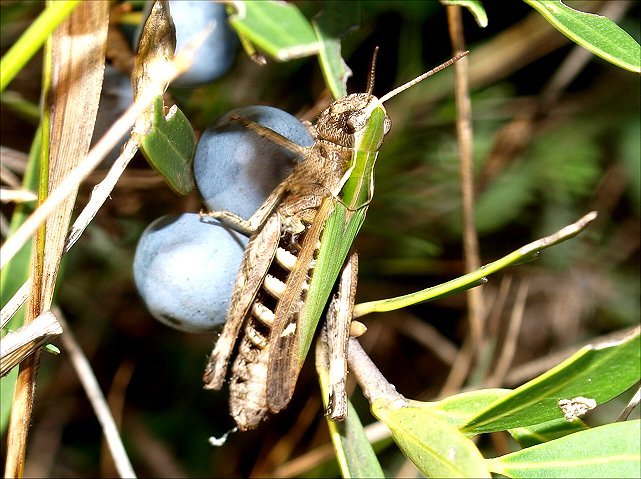 Omocestus rufipes 7