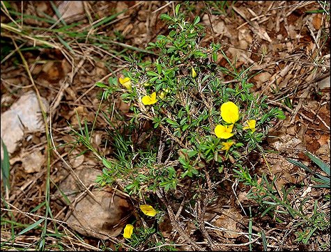 Ononis minutissima 1