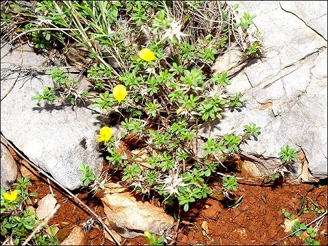 Ononis minutissima 2