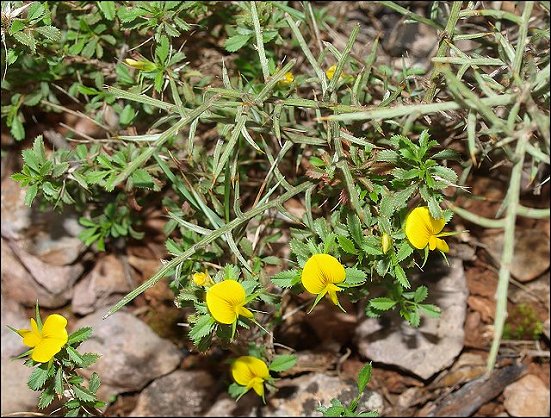 Ononis minutissima 4