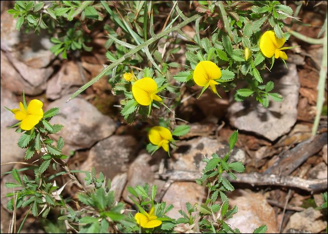 Ononis minutissima 5