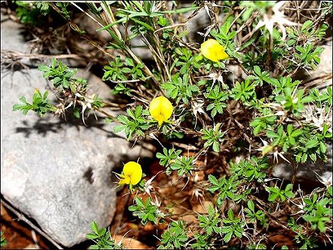 Ononis minutissima 6