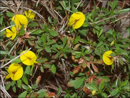 Ononis minutissima 8