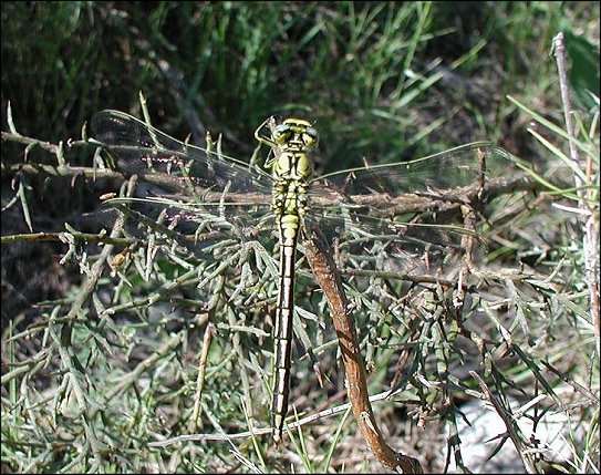 Onychogomphus 1