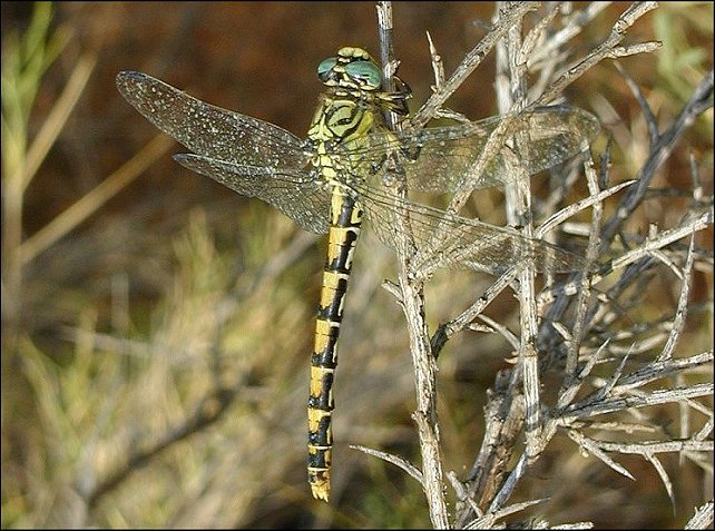 Onychogomphus 3