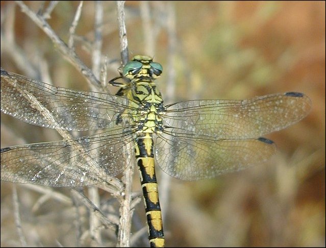Onychogomphus 4