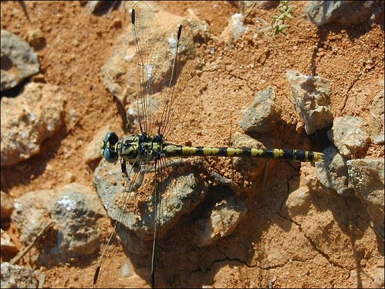 Onychogomphus 5