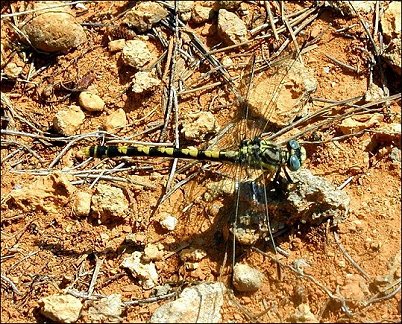 Onychogomphus 6