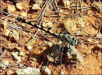 Onychogomphus 8