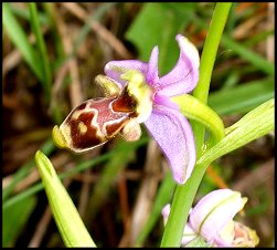 Ophrys bcasse