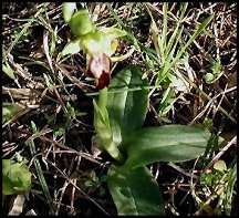 Ophrys brun