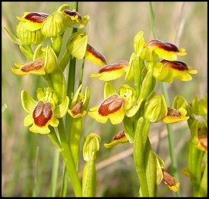 Ophrys jaune
