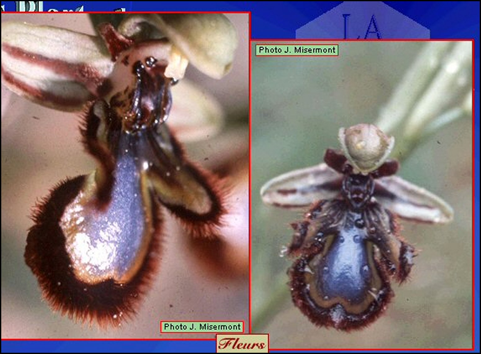Ophrys miroir dtail