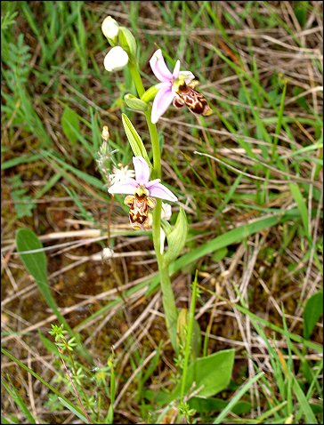 Ophrys scolopax 1