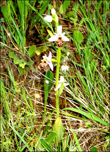 Ophrys scolopax 2