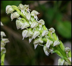 Orchis intact
