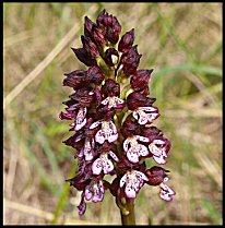 Orchis pourpre