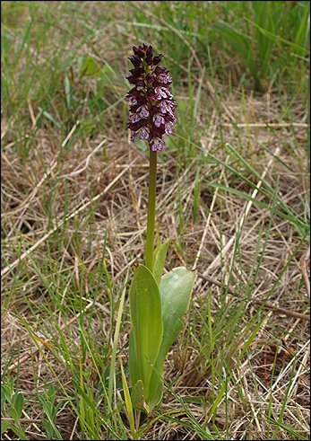Orchis purpurea 1