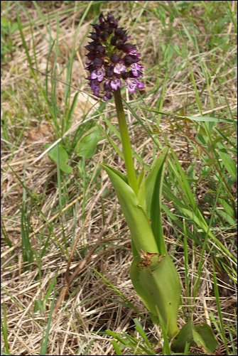 Orchis purpurea 2