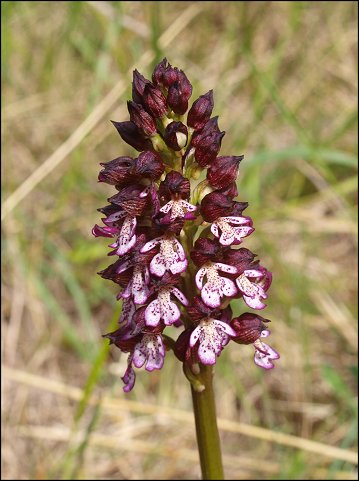 Orchis purpurea 3
