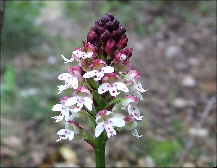 Orchis ustulata