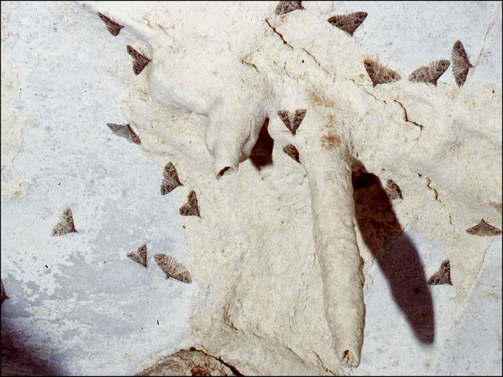 Orneodes 1