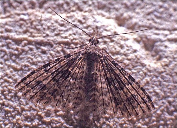 Oeneodes 3
