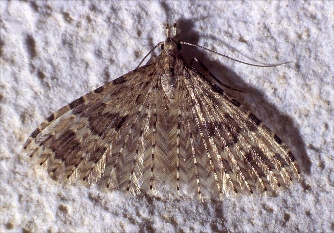 Orneodes 4