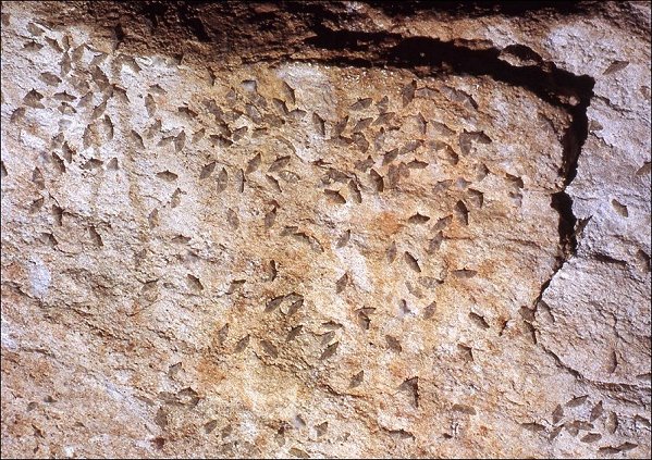 Orneodes 5