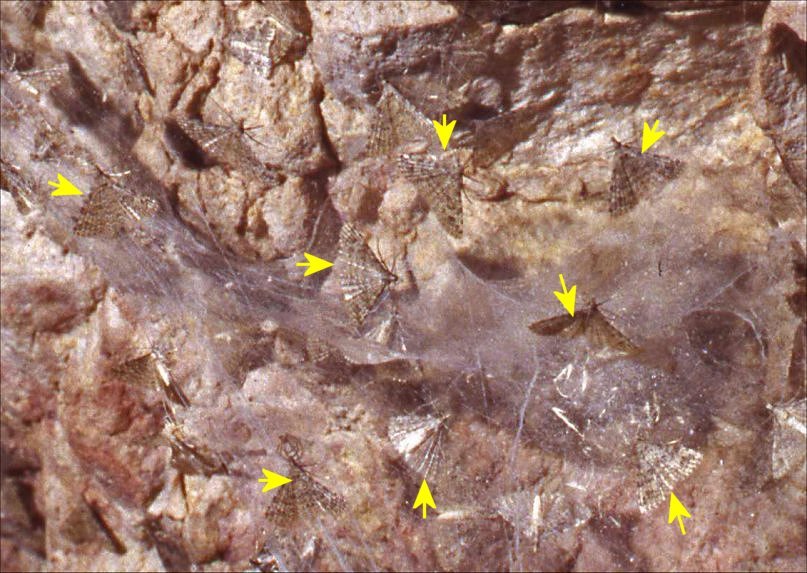Orneodes 6